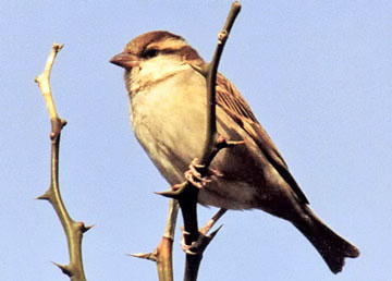 Russet Sparrow