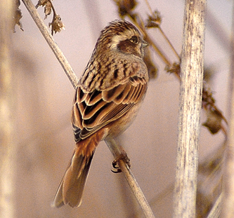 bunting meadow bird korea heinrich barry