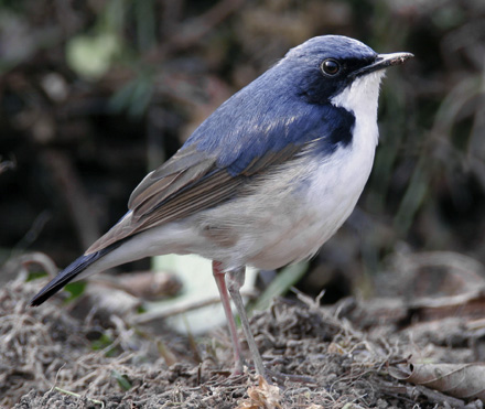 Blue Robin