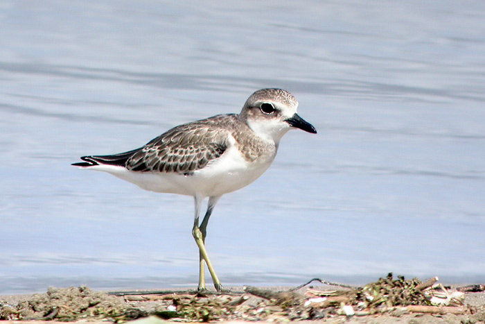 greater sand plover