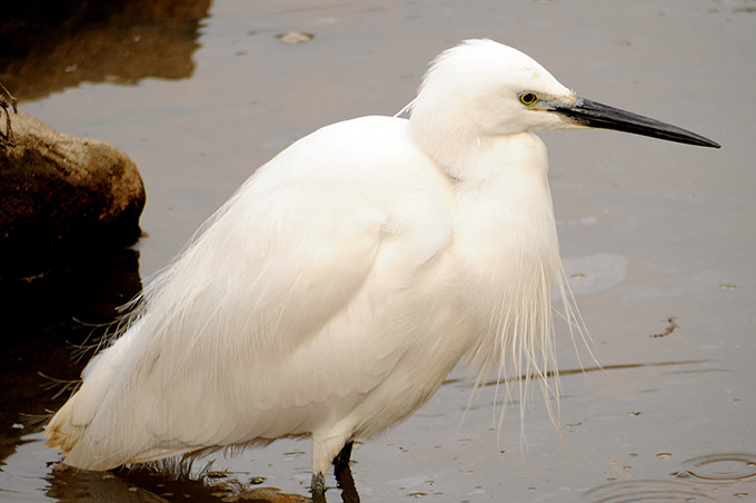 Small Egret