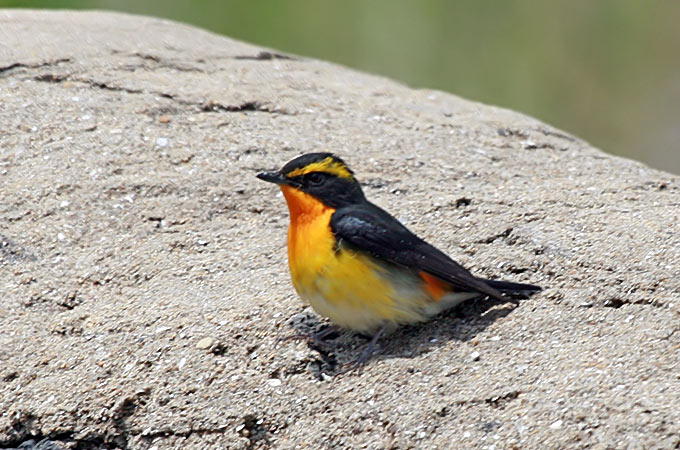 Narcissus Flycatcher Ficedula narcissina narcissina , Photo © Mathew 