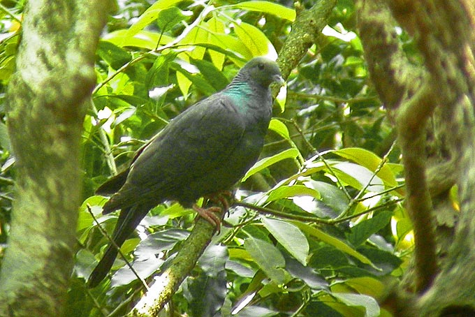 columba janthina