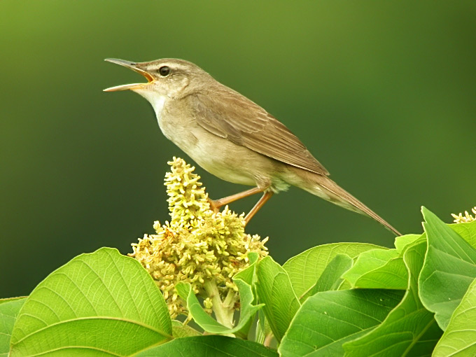 Styan%27s-Grasshopper-Warbler_NM.jpg