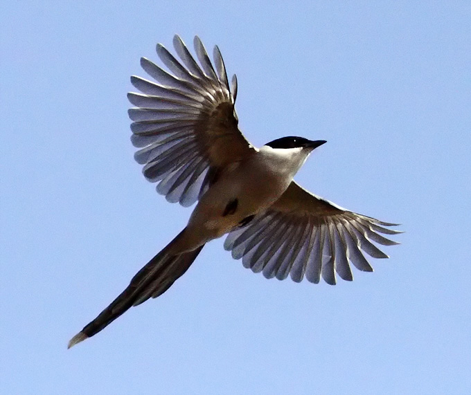 Azure Magpie