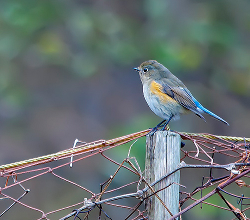 Red-flanked bluetail spotted for the first time in eastern US