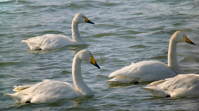  - Tundra-Swan-Whooper-Swan_JPL