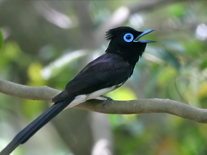 Japanese Paradise Flycatcher Terpsiphone atrocaudata , © Mathew Poll